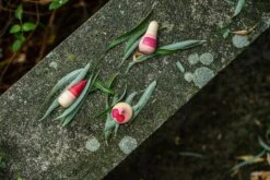 Grapat - Yay! Wild Wild Collection -Toypark Sales Art22 237 A7R01866Yay JoguinesGrapat