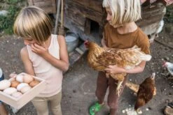 Grapat - Storage Box Wild Wild Collection -Toypark Sales Art22 239 DSC01132StorageBoxJoguinesGrapat